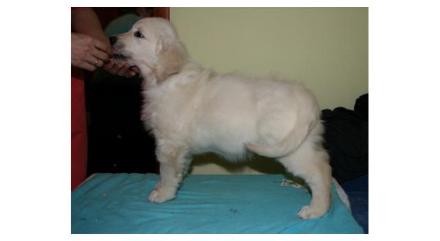 Щенки папийона (папильона) в питомнике Бон Плезир Щенки папийона (папильона) в питомнике Бон Плезир