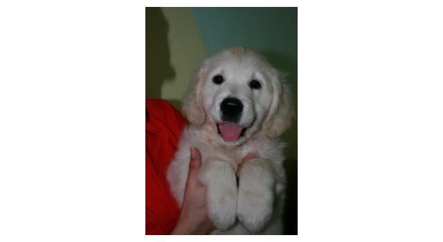 Щенки папийона (папильона) в питомнике Бон Плезир Щенки папийона (папильона) в питомнике Бон Плезир