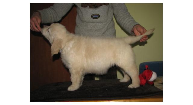 Щенки папийона (папильона) в питомнике Бон Плезир Щенки папийона (папильона) в питомнике Бон Плезир