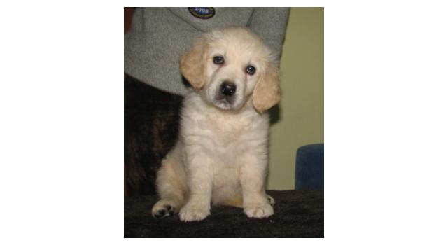 Щенки папийона (папильона) в питомнике Бон Плезир Щенки папийона (папильона) в питомнике Бон Плезир