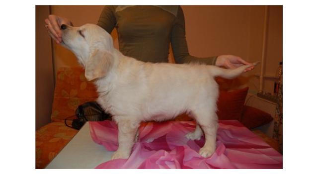 Щенки папийона (папильона) в питомнике Бон Плезир Щенки папийона (папильона) в питомнике Бон Плезир