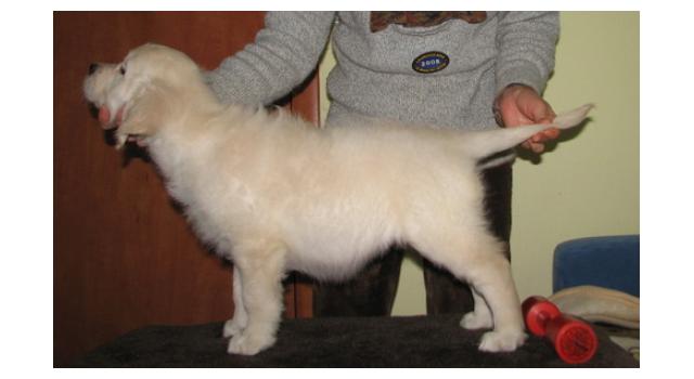 Щенки папийона (папильона) в питомнике Бон Плезир Щенки папийона (папильона) в питомнике Бон Плезир