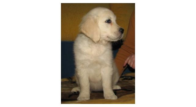 Щенки папийона (папильона) в питомнике Бон Плезир Щенки папийона (папильона) в питомнике Бон Плезир