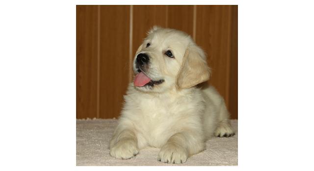 Щенки папийона (папильона) в питомнике Бон Плезир Щенки папийона (папильона) в питомнике Бон Плезир