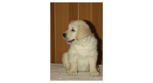 Щенки папийона (папильона) в питомнике Бон Плезир Щенки папийона (папильона) в питомнике Бон Плезир