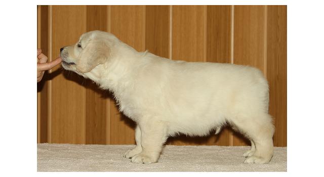 Щенки папийона (папильона) в питомнике Бон Плезир Щенки папийона (папильона) в питомнике Бон Плезир