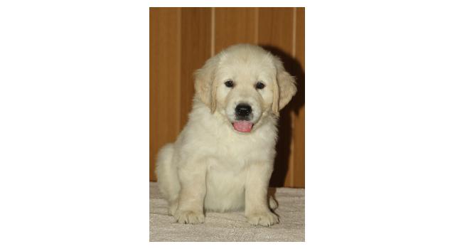 Щенки папийона (папильона) в питомнике Бон Плезир Щенки папийона (папильона) в питомнике Бон Плезир