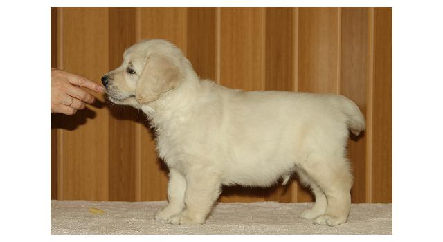 Щенки папийона (папильона) в питомнике Бон Плезир Щенки папийона (папильона) в питомнике Бон Плезир