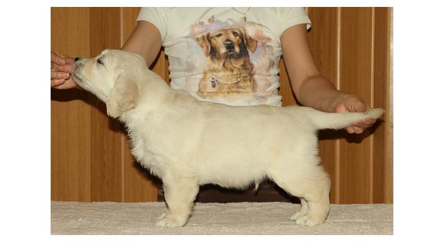 Щенки папийона (папильона) в питомнике Бон Плезир Щенки папийона (папильона) в питомнике Бон Плезир