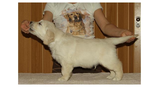 Щенки папийона (папильона) в питомнике Бон Плезир Щенки папийона (папильона) в питомнике Бон Плезир