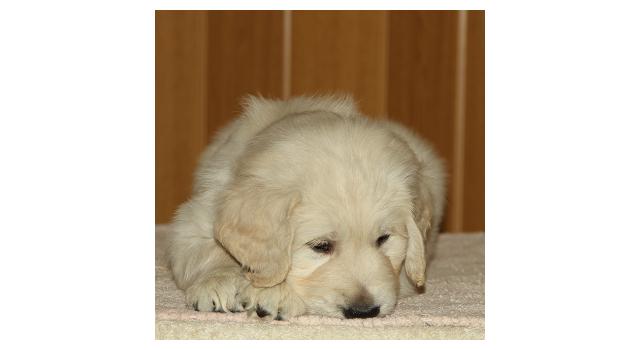 Щенки папийона (папильона) в питомнике Бон Плезир Щенки папийона (папильона) в питомнике Бон Плезир