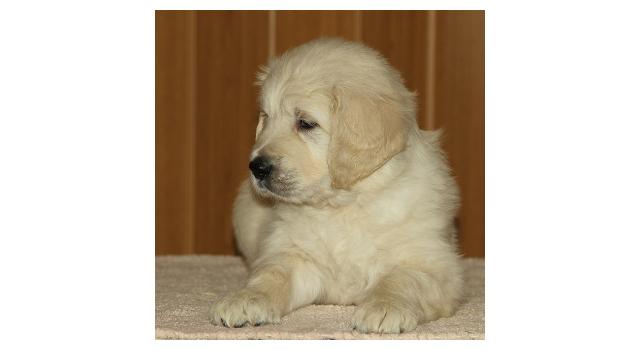 Щенки папийона (папильона) в питомнике Бон Плезир Щенки папийона (папильона) в питомнике Бон Плезир
