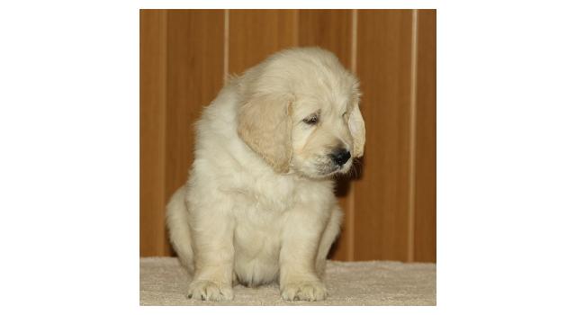 Щенки папийона (папильона) в питомнике Бон Плезир Щенки папийона (папильона) в питомнике Бон Плезир