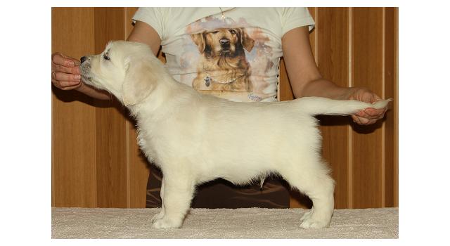 Щенки папийона (папильона) в питомнике Бон Плезир Щенки папийона (папильона) в питомнике Бон Плезир