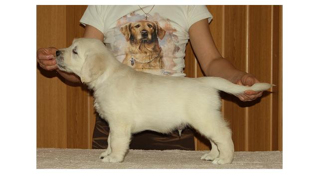 Щенки папийона (папильона) в питомнике Бон Плезир Щенки папийона (папильона) в питомнике Бон Плезир