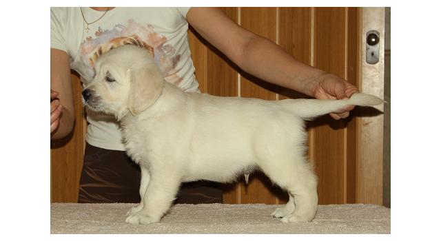 Щенки папийона (папильона) в питомнике Бон Плезир Щенки папийона (папильона) в питомнике Бон Плезир