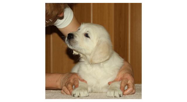 Щенки папийона (папильона) в питомнике Бон Плезир Щенки папийона (папильона) в питомнике Бон Плезир