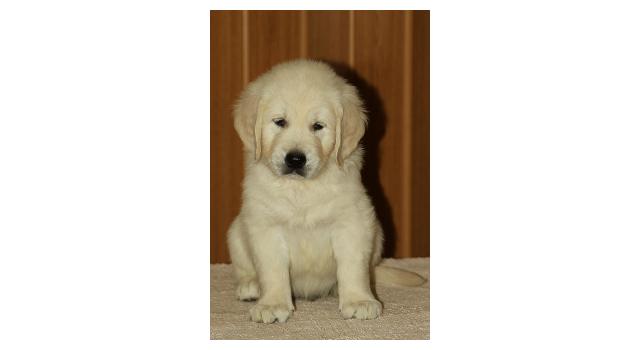 Щенки папийона (папильона) в питомнике Бон Плезир Щенки папийона (папильона) в питомнике Бон Плезир