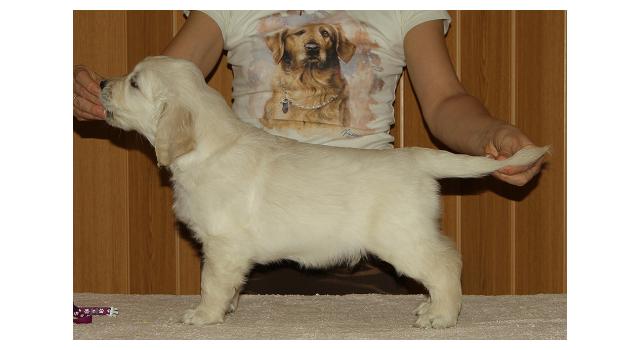 Щенки папийона (папильона) в питомнике Бон Плезир Щенки папийона (папильона) в питомнике Бон Плезир