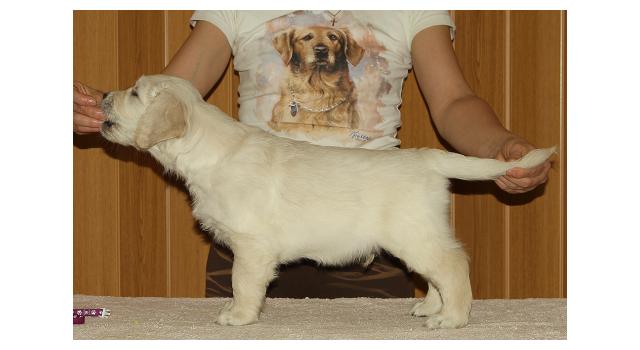 Щенки папийона (папильона) в питомнике Бон Плезир Щенки папийона (папильона) в питомнике Бон Плезир