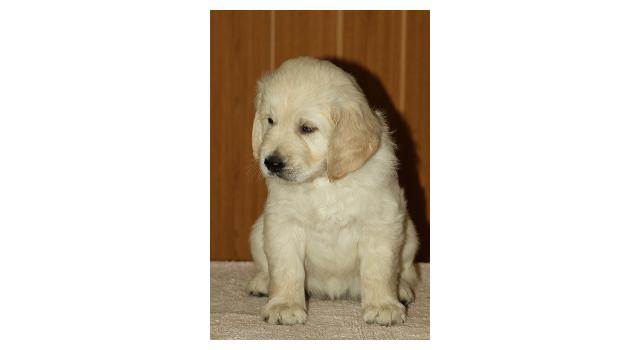 Щенки папийона (папильона) в питомнике Бон Плезир Щенки папийона (папильона) в питомнике Бон Плезир