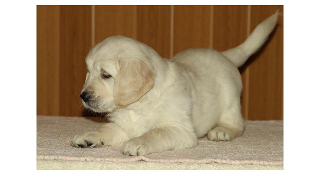 Щенки папийона (папильона) в питомнике Бон Плезир Щенки папийона (папильона) в питомнике Бон Плезир