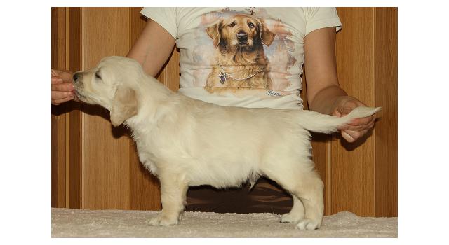 Щенки папийона (папильона) в питомнике Бон Плезир Щенки папийона (папильона) в питомнике Бон Плезир