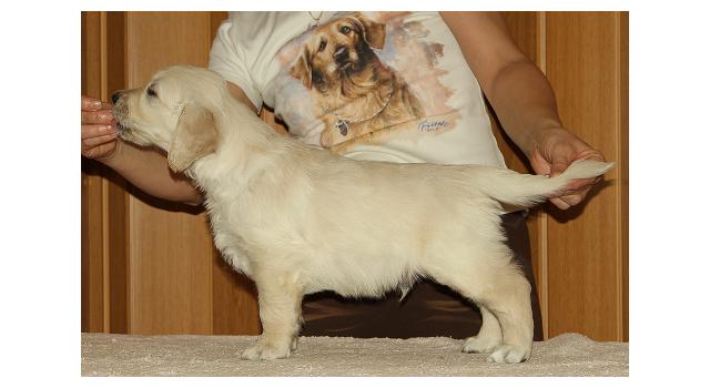 Щенки папийона (папильона) в питомнике Бон Плезир Щенки папийона (папильона) в питомнике Бон Плезир