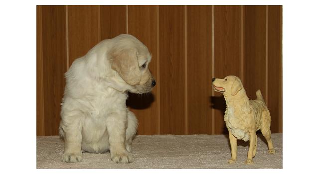 Щенки папийона (папильона) в питомнике Бон Плезир Щенки папийона (папильона) в питомнике Бон Плезир