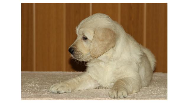 Щенки папийона (папильона) в питомнике Бон Плезир Щенки папийона (папильона) в питомнике Бон Плезир