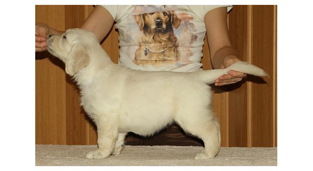 Щенки папийона (папильона) в питомнике Бон Плезир Щенки папийона (папильона) в питомнике Бон Плезир