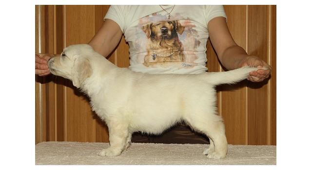 Щенки папийона (папильона) в питомнике Бон Плезир Щенки папийона (папильона) в питомнике Бон Плезир