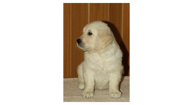 Щенки папийона (папильона) в питомнике Бон Плезир Щенки папийона (папильона) в питомнике Бон Плезир