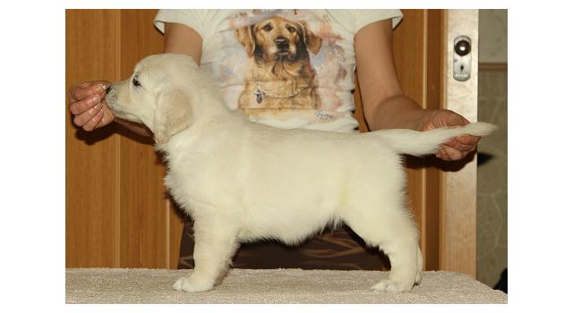 Щенки папийона (папильона) в питомнике Бон Плезир Щенки папийона (папильона) в питомнике Бон Плезир