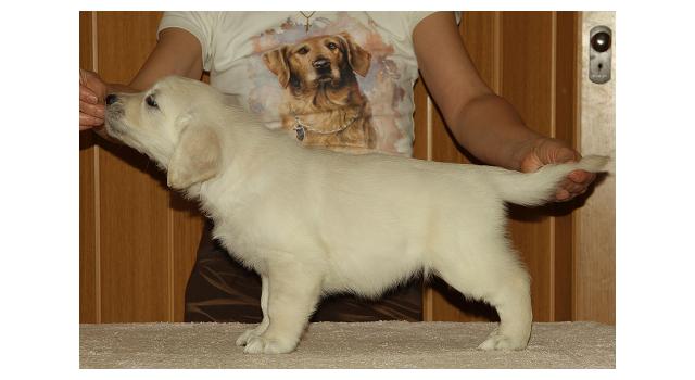 Щенки папийона (папильона) в питомнике Бон Плезир Щенки папийона (папильона) в питомнике Бон Плезир