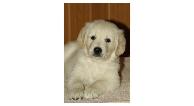 Щенки папийона (папильона) в питомнике Бон Плезир Щенки папийона (папильона) в питомнике Бон Плезир