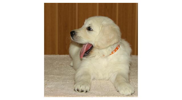 Щенки папийона (папильона) в питомнике Бон Плезир Щенки папийона (папильона) в питомнике Бон Плезир