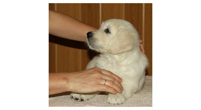 Щенки папийона (папильона) в питомнике Бон Плезир Щенки папийона (папильона) в питомнике Бон Плезир