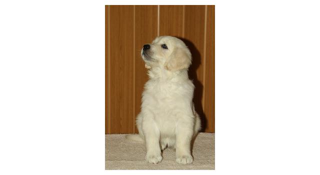 Щенки папийона (папильона) в питомнике Бон Плезир Щенки папийона (папильона) в питомнике Бон Плезир