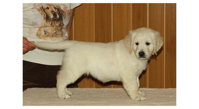 Щенки папийона (папильона) в питомнике Бон Плезир Щенки папийона (папильона) в питомнике Бон Плезир