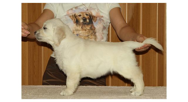 Щенки папийона (папильона) в питомнике Бон Плезир Щенки папийона (папильона) в питомнике Бон Плезир