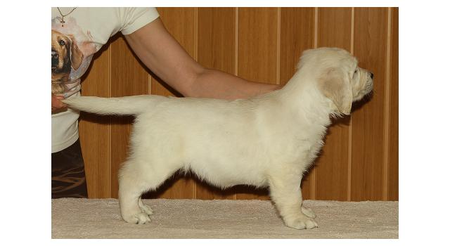 Щенки папийона (папильона) в питомнике Бон Плезир Щенки папийона (папильона) в питомнике Бон Плезир