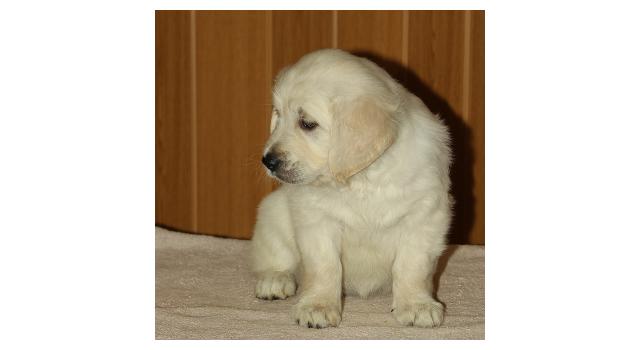 Щенки папийона (папильона) в питомнике Бон Плезир Щенки папийона (папильона) в питомнике Бон Плезир
