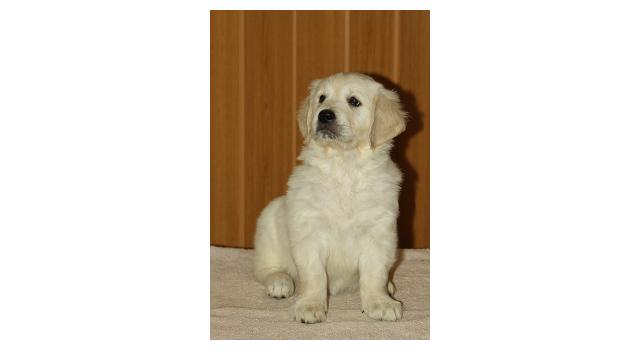 Щенки папийона (папильона) в питомнике Бон Плезир Щенки папийона (папильона) в питомнике Бон Плезир