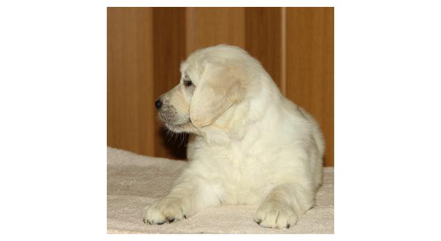 Щенки папийона (папильона) в питомнике Бон Плезир Щенки папийона (папильона) в питомнике Бон Плезир