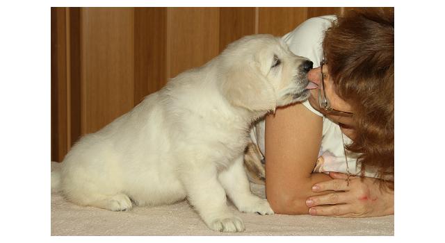 Щенки папийона (папильона) в питомнике Бон Плезир Щенки папийона (папильона) в питомнике Бон Плезир