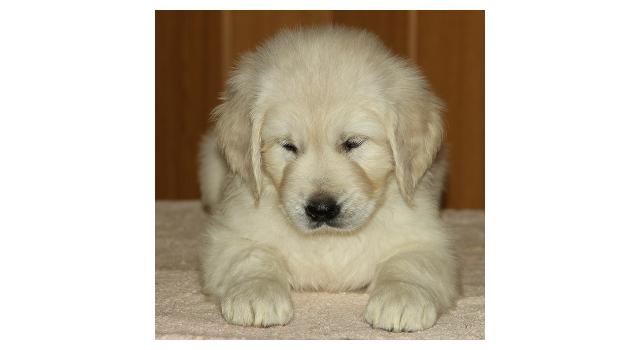 Щенки папийона (папильона) в питомнике Бон Плезир Щенки папийона (папильона) в питомнике Бон Плезир