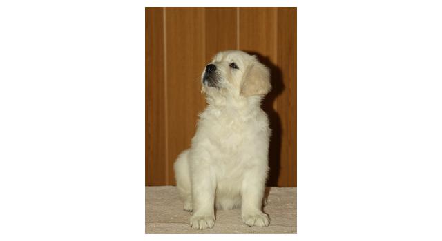 Щенки папийона (папильона) в питомнике Бон Плезир Щенки папийона (папильона) в питомнике Бон Плезир