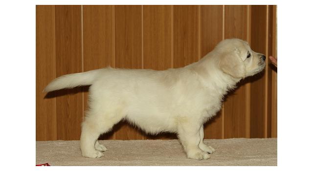 Щенки папийона (папильона) в питомнике Бон Плезир Щенки папийона (папильона) в питомнике Бон Плезир