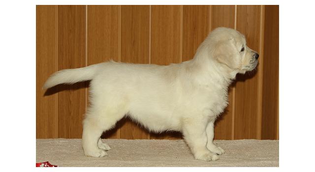 Щенки папийона (папильона) в питомнике Бон Плезир Щенки папийона (папильона) в питомнике Бон Плезир